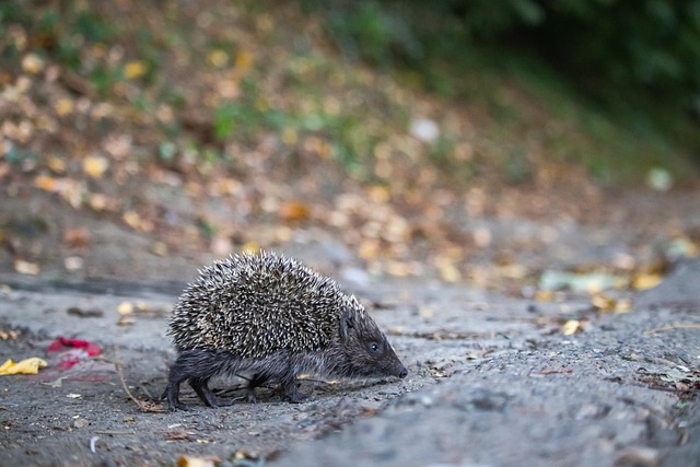 公牛半场三分13中3，吉迪10+5+5咬住比分